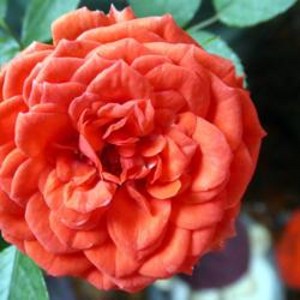 FIRE PRINCESS (miniature)